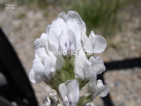 crazyweed, silky
